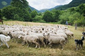 [NOUVELLE DATE] Conférence Des moutons et des Hommes : histoire de la végétation méditerranéenne