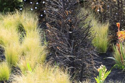 Fire - Agrandir l'image 6 sur 12, fenêtre modale