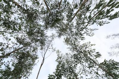 CIEL - Agrandir l'image 5 sur 8, fenêtre modale