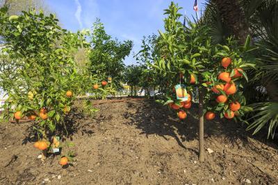 L'îlot Gourmand - Agrandir l'image 2 sur 8, fenêtre modale