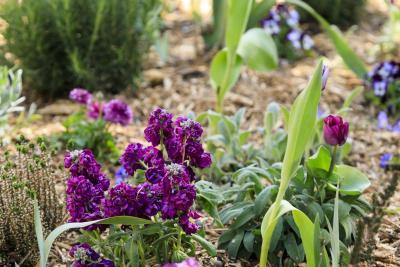 Peu importe aux butineurs - Agrandir l'image 4 sur 12, fenêtre modale
