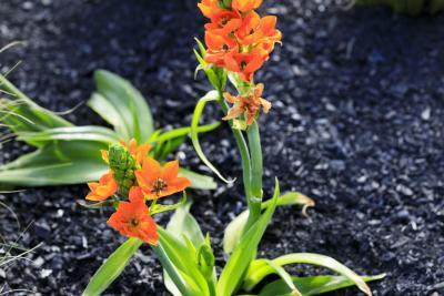 Fire - Agrandir l'image 12 sur 12, fenêtre modale