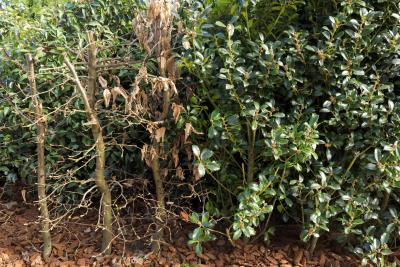 Fire - Agrandir l'image 7 sur 12, fenêtre modale