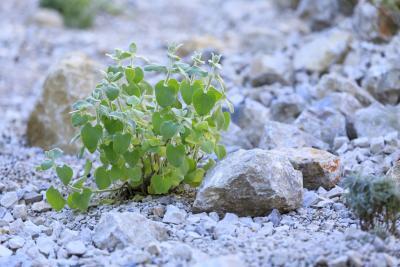 La voie Héracléenne - Agrandir l'image 12 sur 12, fenêtre modale