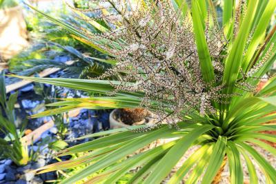 Le jardin de l'Orientaliste - Agrandir l'image 2 sur 8, fenêtre modale