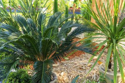 Le jardin de l'Orientaliste - Agrandir l'image 4 sur 8, fenêtre modale