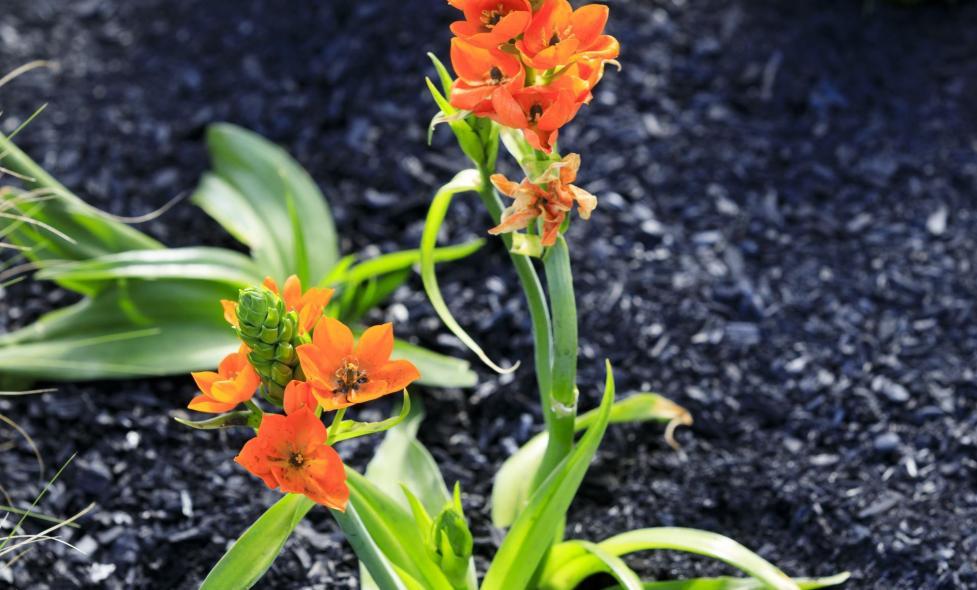 Fire - Agrandir l'image, fenêtre modale